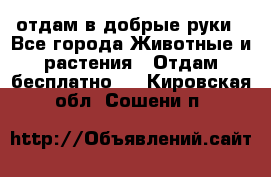отдам в добрые руки - Все города Животные и растения » Отдам бесплатно   . Кировская обл.,Сошени п.